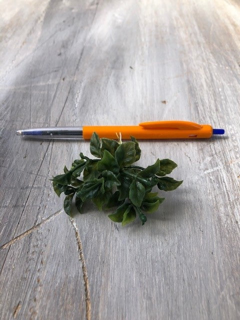 Modelling Greenery from DecorFlowers.co.nz