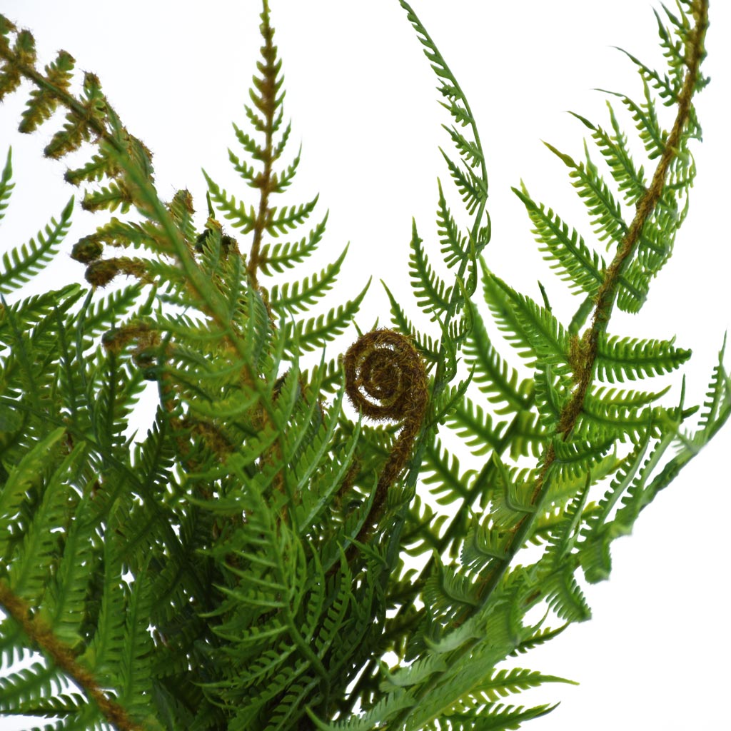 New Zealand Fern Bush from Decorflowers.co.nz