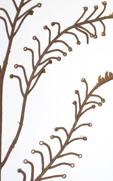 New Zealand Brown Koru Fern from Decorflowers.co.nz