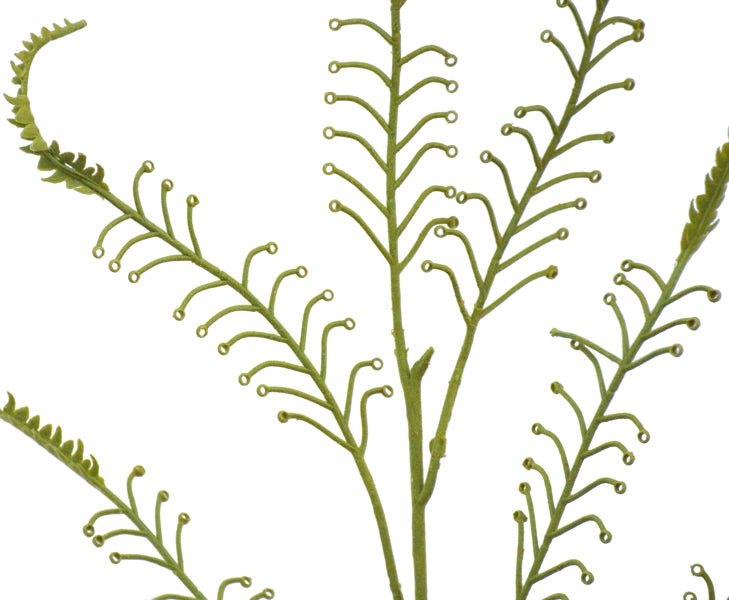 New Zealand Green Koru Fern from Decorflowers.co.nz