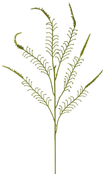 New Zealand Green Koru Fern from Decorflowers.co.nz