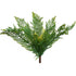 Popular New Zealand fern bush from Decorflowers.co.nz