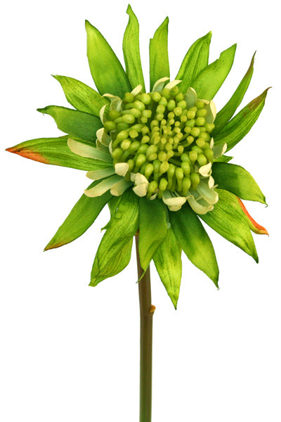 Tropical Waratah flower from www.decorflowers.co.nz