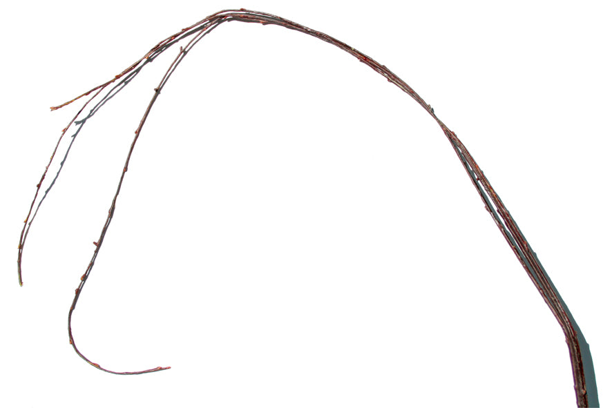 Tortured Willow 125cm - Box Lot Deal (4)