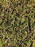 Moss Sheet - Artificial - 50cm x 30cm