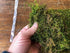 Moss  - Tree Moss - Natural