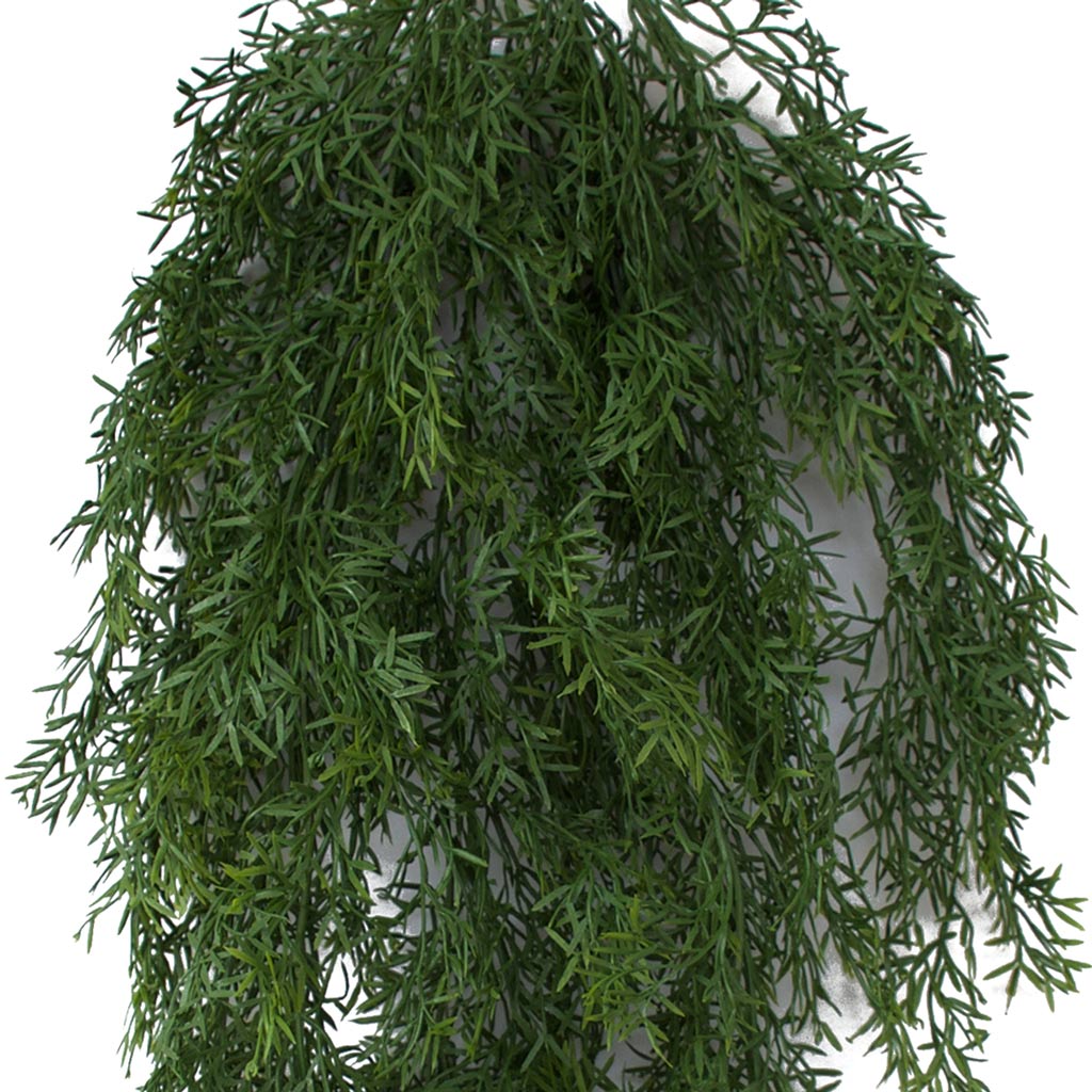 Asparagus Fern - Forest Green