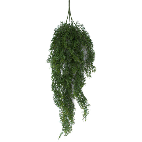 Asparagus Fern - Forest Green