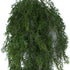 Asparagus Fern - Forest Green