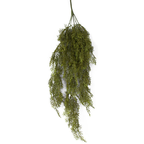 Asparagus Fern Bush - Autumn Green - Box Lot Deal (4)