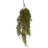 Asparagus Fern Bush - Autumn Green - Box Lot Deal (4)