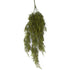 Asparagus Fern - Autumn Green - Box Lot Deal (6)