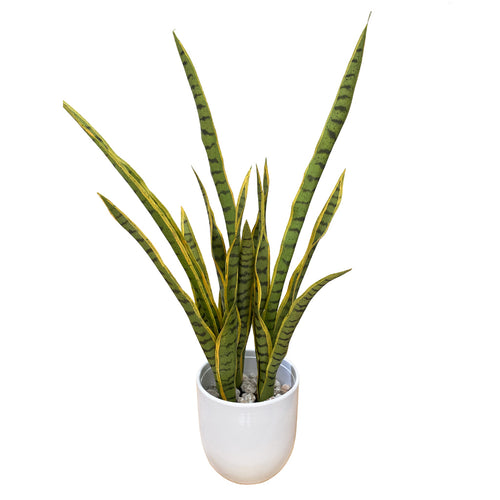 Mother In Law's Tongue - Sansevieria Medium ✰✰✰ HALF PRICE SPECIAL ✰✰✰