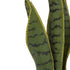 Mother In Law's Tongue - Sansevieria Medium ✰✰✰ HALF PRICE SPECIAL ✰✰✰