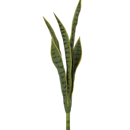 Mother In Law's Tongue - Sansevieria Medium ✰✰✰ HALF PRICE SPECIAL ✰✰✰