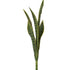 Mother In Law's Tongue - Sansevieria Medium ✰✰✰ HALF PRICE SPECIAL ✰✰✰