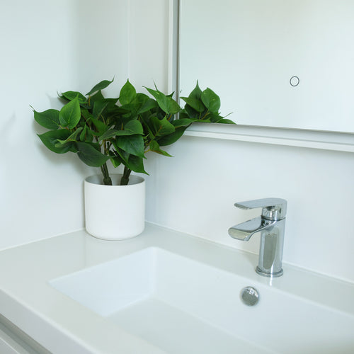 Greenery Plant - Small evergreen Pothos bush