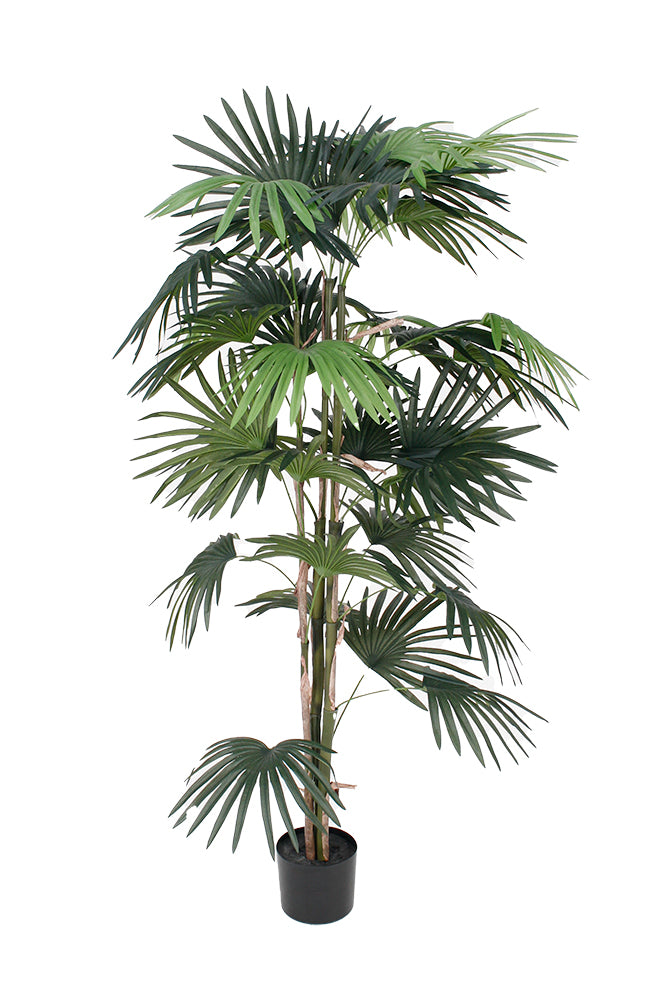 Fan Palm Tree 150cm