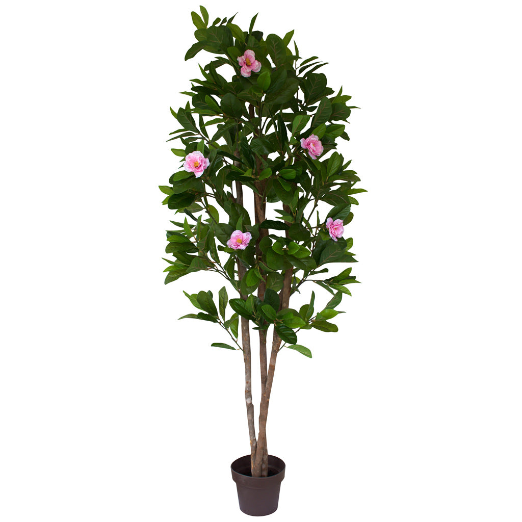 Tree - Camellia with pink flowers