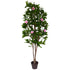 Tree - Camellia with pink flowers