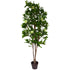 Tree - Camellia with Green flowers