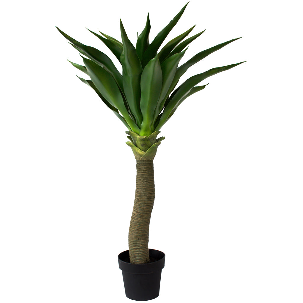 Yucca Agave Plant ✰✰✰ SPECIAL ✰✰✰