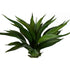 Yucca Agave Plant ✰✰✰ SPECIAL ✰✰✰
