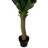 Yucca Agave Plant ✰✰✰ SPECIAL ✰✰✰
