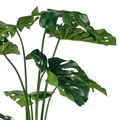 Monstera Plant 105cm