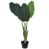 Banana Palm Plant 100/110cm ✰✰✰ SPECIAL ✰✰✰