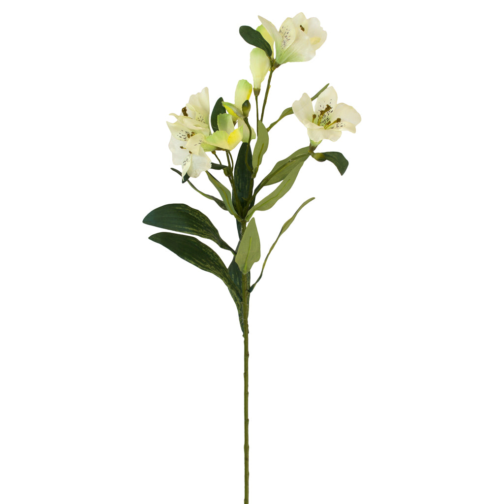 Alstromeria Spray (Peruvian Lilly) - White