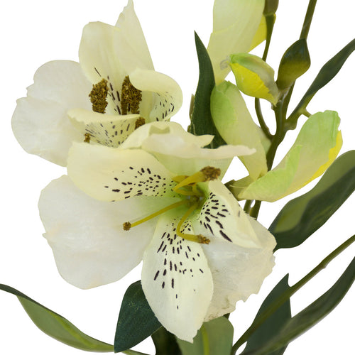 Alstromeria Spray (Peruvian Lilly) - White