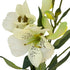 Alstromeria Spray (Peruvian Lilly) - White