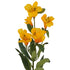 Alstromeria Spray (Peruvian Lilly) - Burnt Yellow