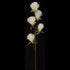 Bottle Brush Dandelions - Cream White - Box Lot Deal (12)