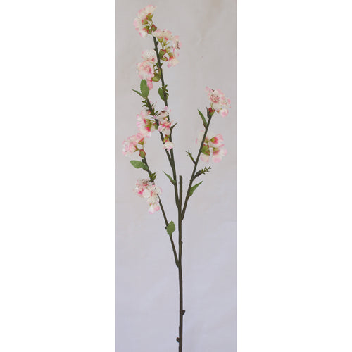 Cherry Blossom - Box Lot Deal (6)