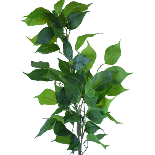 Ficus Spray - Premium 90cm