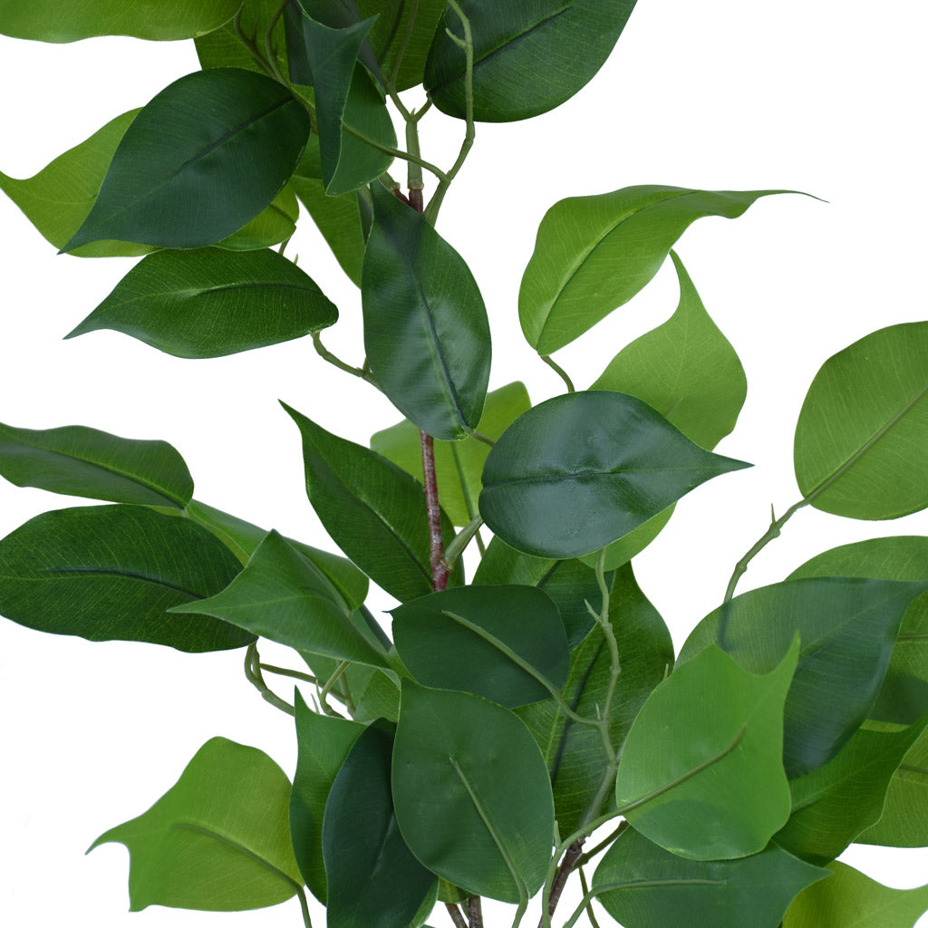 Ficus Spray - Premium 90cm