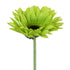 Lime green artificial Gerbera flower from www.decorflowers.co.nz