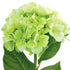 Hydrangea Spray - Mophead - Green Box Lot Deal (6)