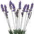 Lavender - Bush - Box Lot Deal (6)