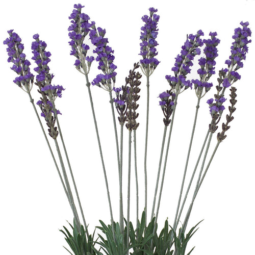 Lavender - Bush