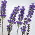 Lavender - Bush - Box Lot Deal (6)