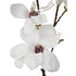 Magnolia - Traditional Southern White