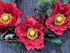ANZAC Wreath
