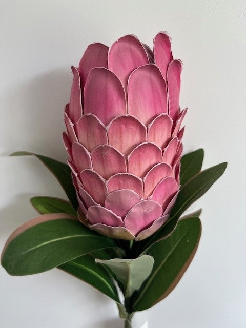 Protea flower - Long stem in red