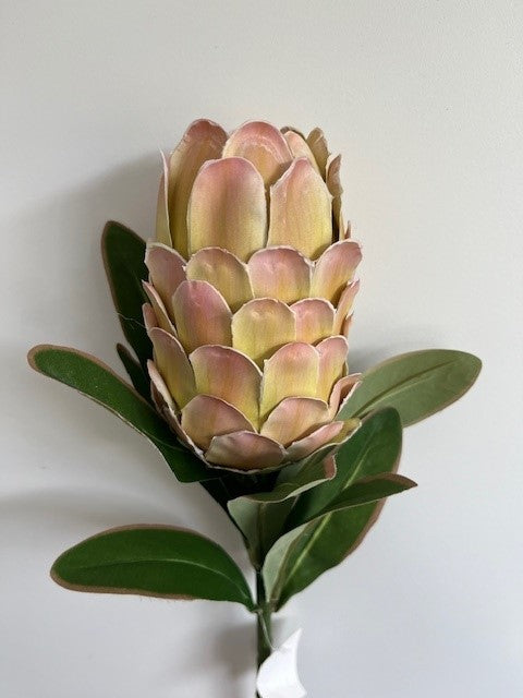 Protea flower - Long stem in autumn green