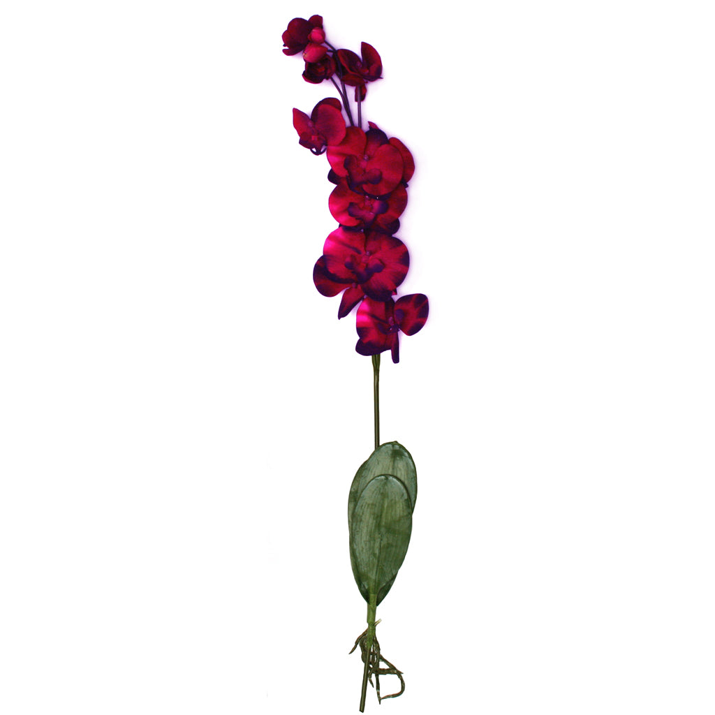 Orchid, Phalaenopsis - Burgundy Crimson Velvet