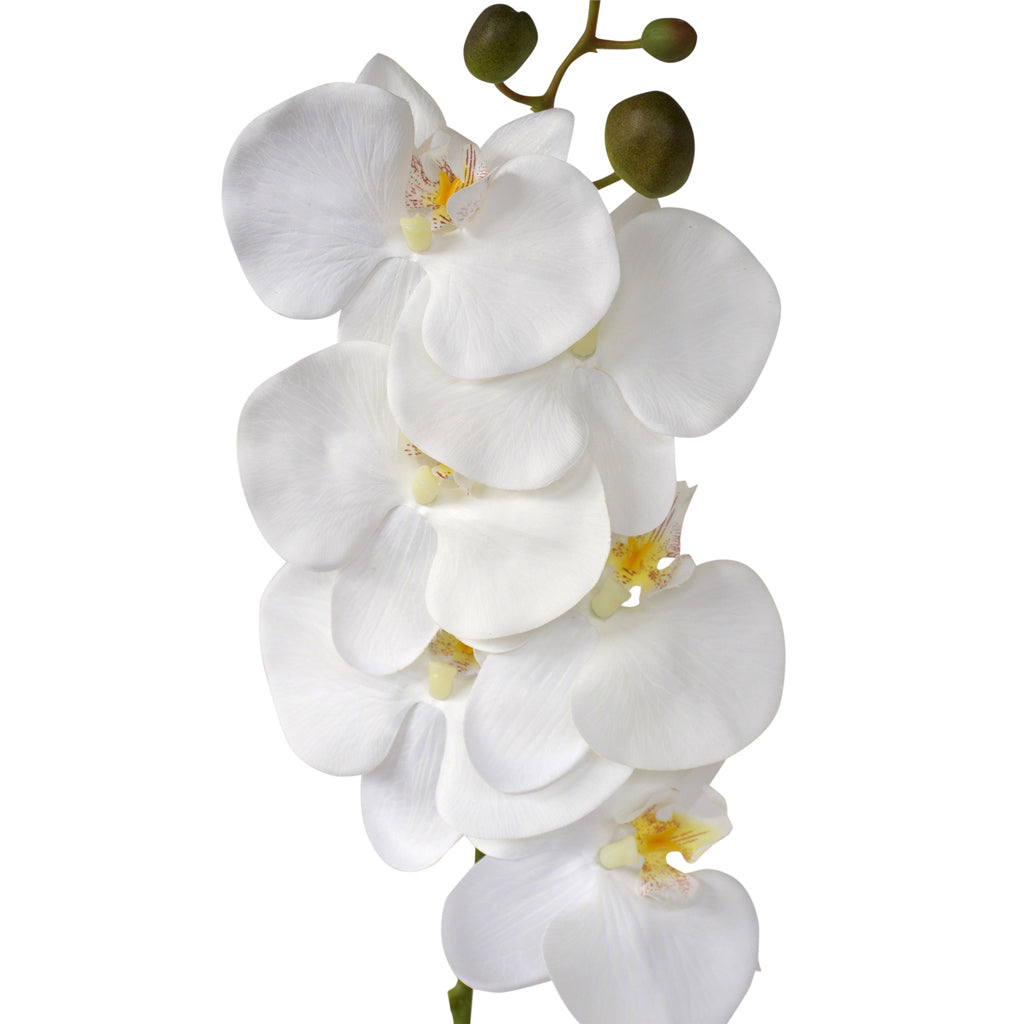 Orchid Phalaenopsis - Artificial - White ✰✰✰ HALF PRICE SPECIAL ✰✰✰