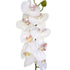 Orchid stem - White - 60cm ✰✰✰ HALF PRICE SPECIAL ✰✰✰